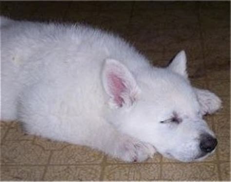 American White Shepherd Dog Breed Pictures, 1