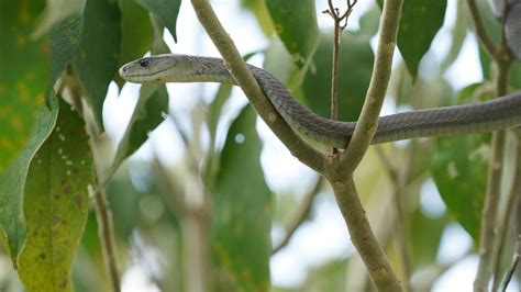 World's Weirdest Snakes - National Geographic Channel Abu Dhabi Photos ...