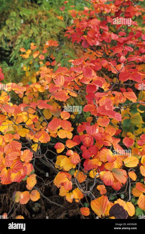 Large fothergilla (Fothergilla major Stock Photo - Alamy