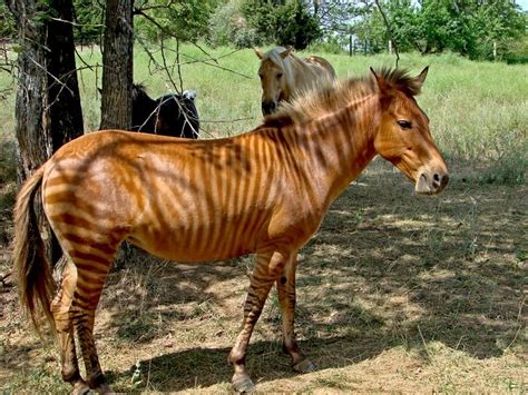 Picture 2 of 5 - Zorse (Equus Zebra X Equus Caballus) Pictures & Images ...