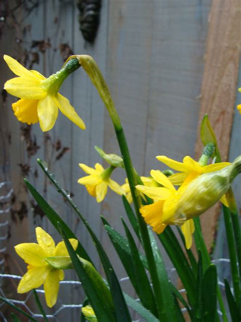 Plant-A-Day 2020 (Day 338) Narcissus hybrids | Garden ESCAPADES