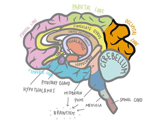 Occipital Lobe Stroke: What Vision Problems Mean and How to Recover