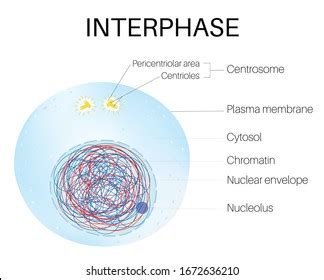 Interphase Labeled Diagram