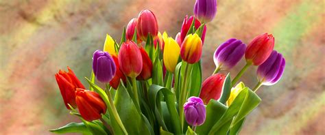 Tulip Flower Bouquets Hd Image | Best Flower Site