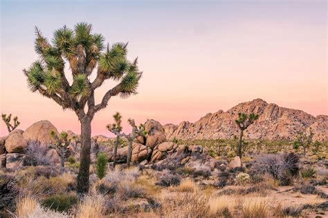 Joshua Tree National Park, California - WorldAtlas