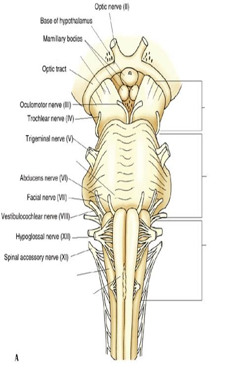 Brainstem Anterior View Drawing Diagram Quizlet