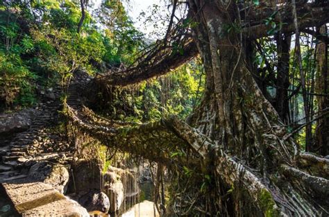 Living Root Bridge Mawlynnong - Wonderful creation of nature