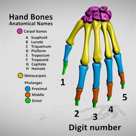 Human hand bones - Finished Projects - Blender Artists Community