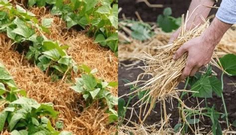 The Benefits of Mulching: Best Materials and Methods - Plant Instructions