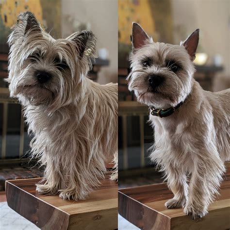 Before and After a much needed quarantine haircut : r/cairnterrier