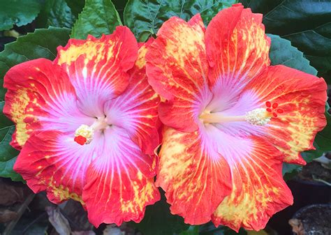 Hidden Valley Hibiscus - Exotic, Tropical Hibiscus Hybrids