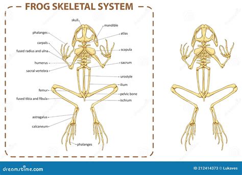 The Skeleton Of Amphibians. Toad. Frog. Anatomy. Vector ...