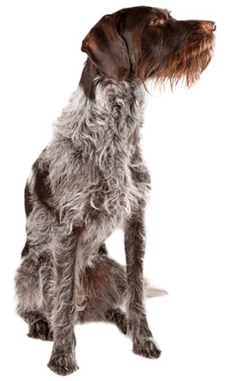 German Wirehaired Pointer - Training Course on German Wirehaired Pointer