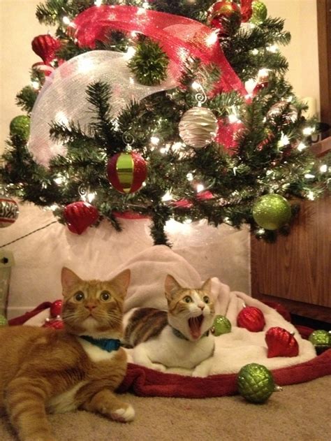 The 20 Cats Of Christmas