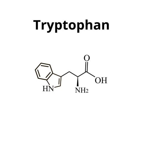 Tryptophan Structure Stock Photos, Pictures & Royalty-Free Images - iStock