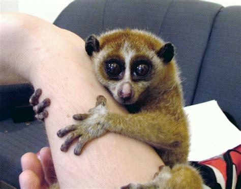 Exotic Pets, The Slow Loris | The Real Owner