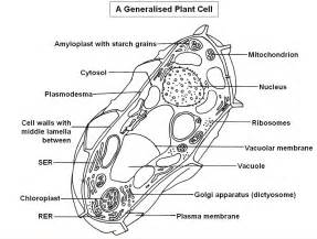 Typical Plant Cell Structure