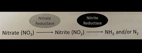 Nitrate Reduction Test lab Flashcards | Quizlet