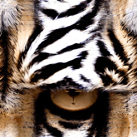 Tiger Fur Pattern · Creative Fabrica