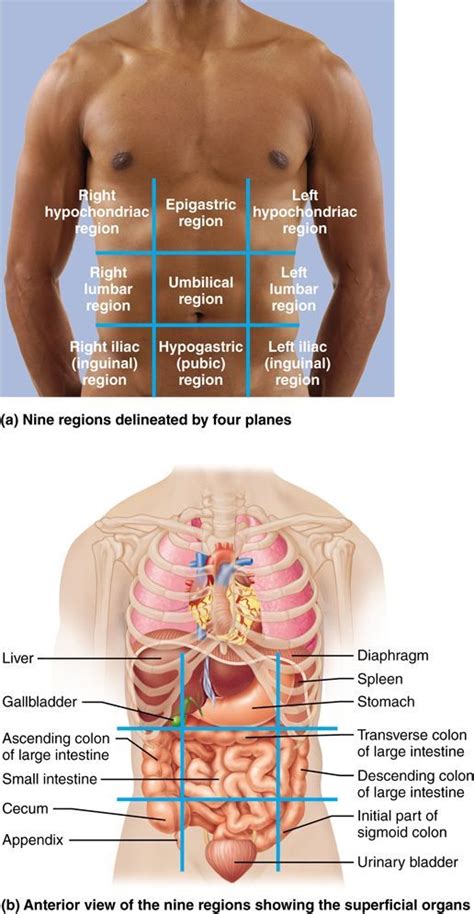 Anatomy 9 Regions Abdomen - Map Of Body