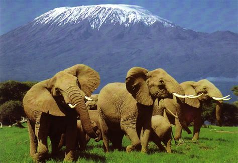 All About Safari in Kenya | Vale Tourism