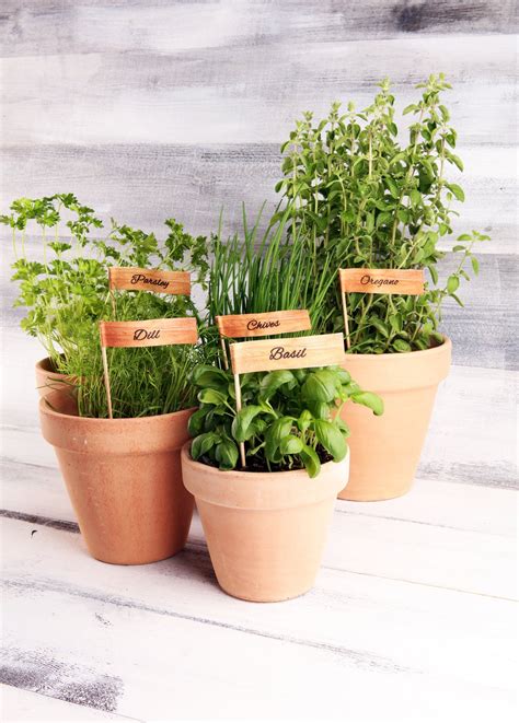 Herb Garden Mix — Rohrer Seeds