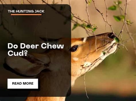 Do Deer Chew Cud? | Thehuntingjack.com