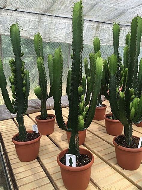 Euphorbia Acruensis Cactus. XXL Size 90cm Tall. | Potted plants outdoor ...