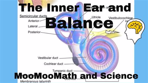 Inner Ear Crystals Symptoms