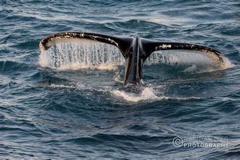 Arctic Wildlife – Ramdas Iyer Photography