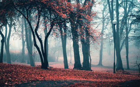 Autumn Foggy Wallpapers - Wallpaper Cave