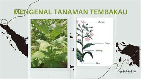 Mengenal Tanaman Tembakau – Duta Damai Sumatera Barat