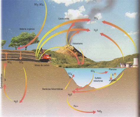 Esquema del ciclo del azufre ¡Fotos & Guía 2024!