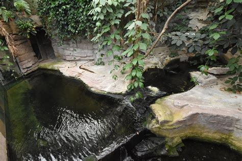 West-African crocodile enclosure - ZooChat