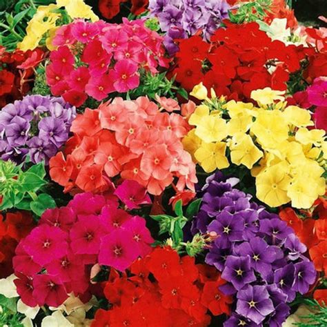 Phlox Seeds – Toadstool Seeds