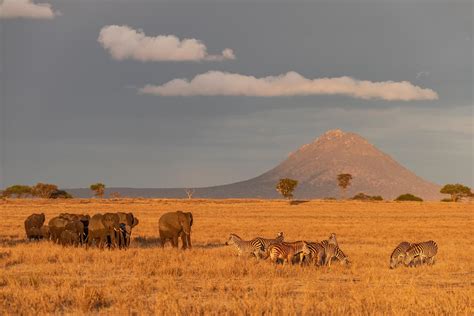 Which is better, an East African or Southern African Safari? — Viatu