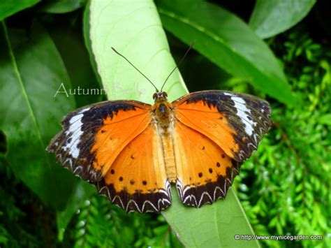 My Nice Garden: Common Malaysian Butterflies - Penang Butterfly Farm Part 2