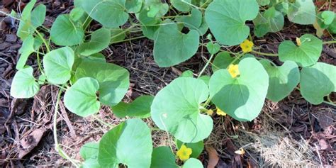 Cantaloupe Plant Growth Stages | Life Cycle