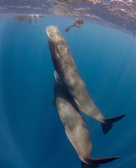 Sperm Whale Diving - Diving with sperm whales off Dominica Island ...