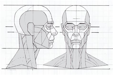 Loomis face proportions