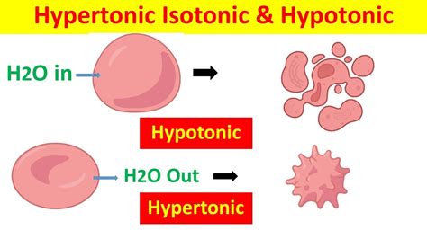 Hypertonic Hypotonic Isotonic