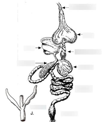 WFS 301 Practical 3 - Pigeon Digestive System Diagram Diagram | Quizlet