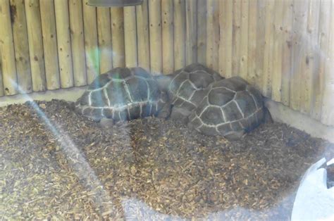 Aldabra Tortoise - ZooChat