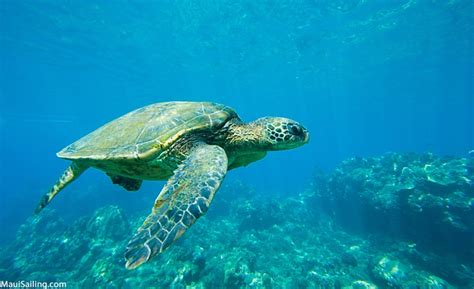 Top 10 Snorkeling Spots On Maui | Maui Sailing - Molokini, Snorkeling ...