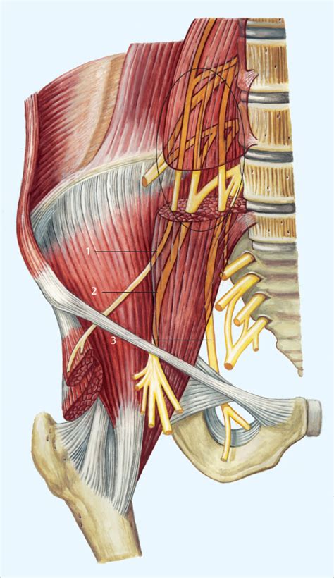 Genitofemoral Nerve Psoas