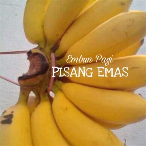 Detail Gambar Pisang Emas Koleksi Nomer 11