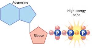 An ATP molecule | Learn Science at Scitable