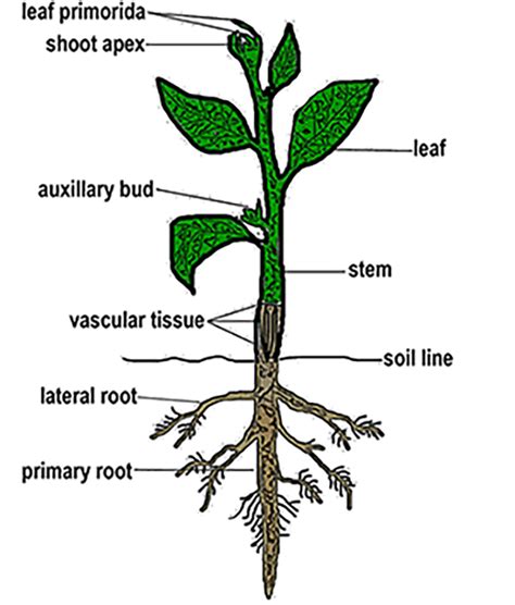 Vascular Plants