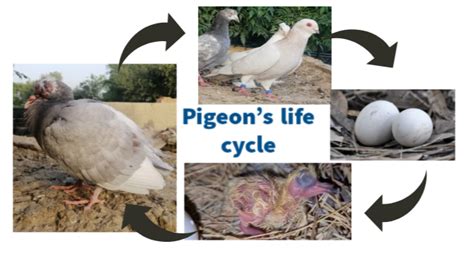 Pigeon's life cycle explained with pictures - Facts that shock you