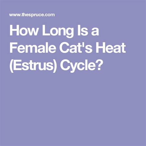 Cat Heat Cycle Symptom How To Know Your Female Cat On Heat | Hot Sex ...